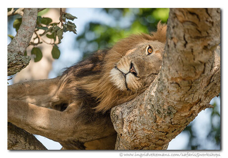 Tree Lion