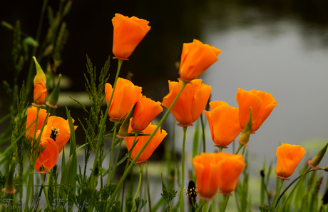 Eschscholzia (slaapmutsjes)