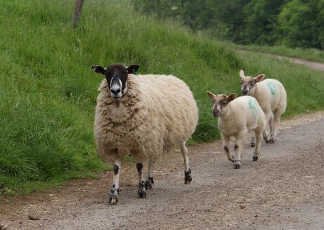 Schapen op stap