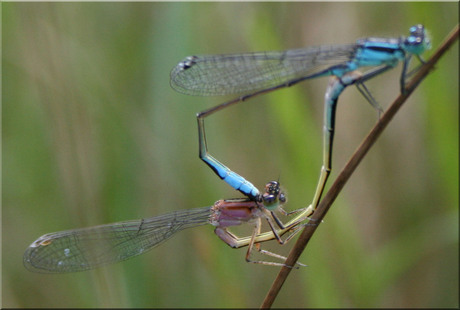 libelle stelletje