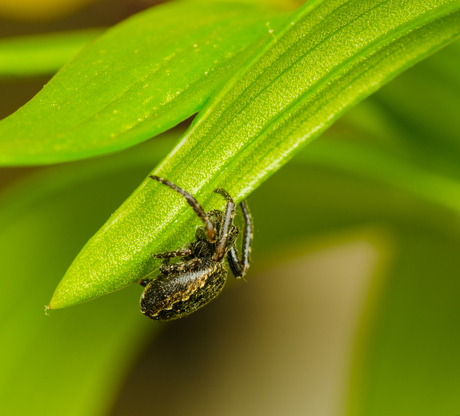 Platte wielwebspin Nuctenea Umbratica