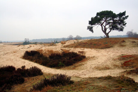 Drunense Duinen