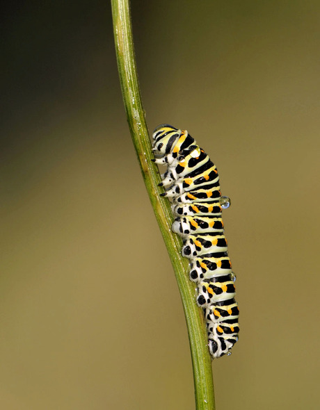 Rups-Koninginnenpage