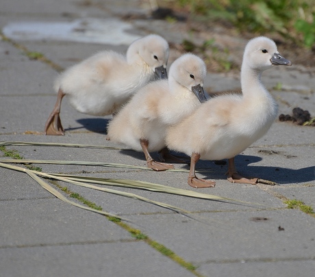 Pas op overstekend wild.