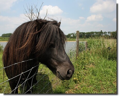 Eigenwijze pony