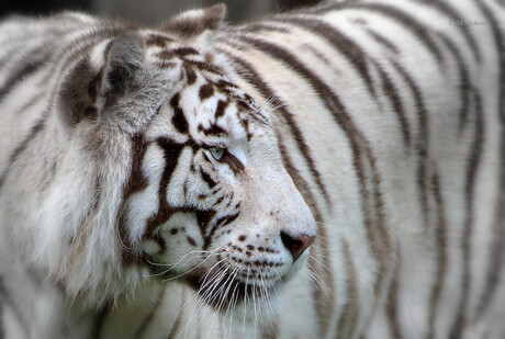 Witte Tijger