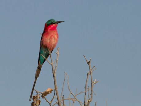 Southern Carmine Bee-eater Botswana