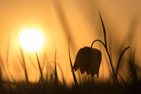 Kievitsbloem bij zonsondergang