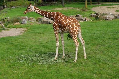 Giraffe Diergaarde Blijdorp