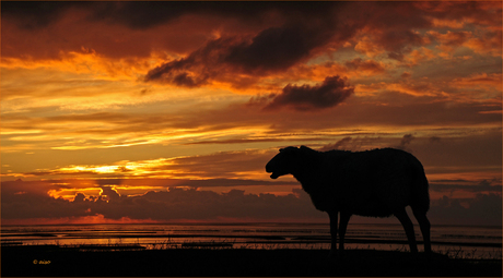 De Waddenzee...wereld erfgoed Unesco.