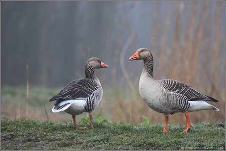 Grauwe Gans