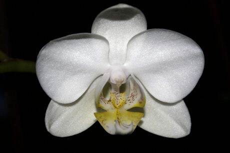 Phalaenopsis