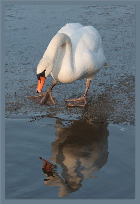 Zwaan spiegeling