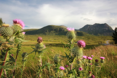 Flower of Scotland