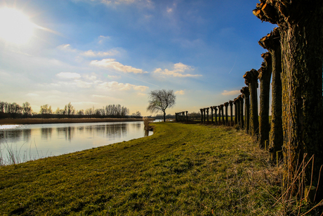 Knotwilgen aan het water