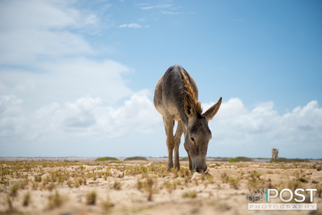 Donkey Bonaire
