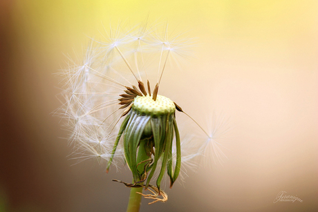 Joyful fluff