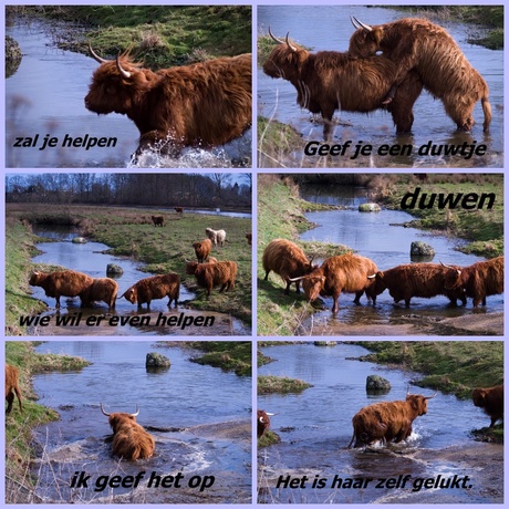 collage.jpg schotse hooglanders