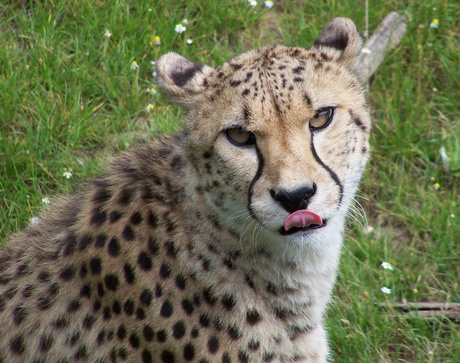 Cheeta