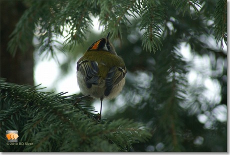 Vuurgoudhaantje in de tuin