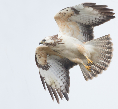 Buizerd