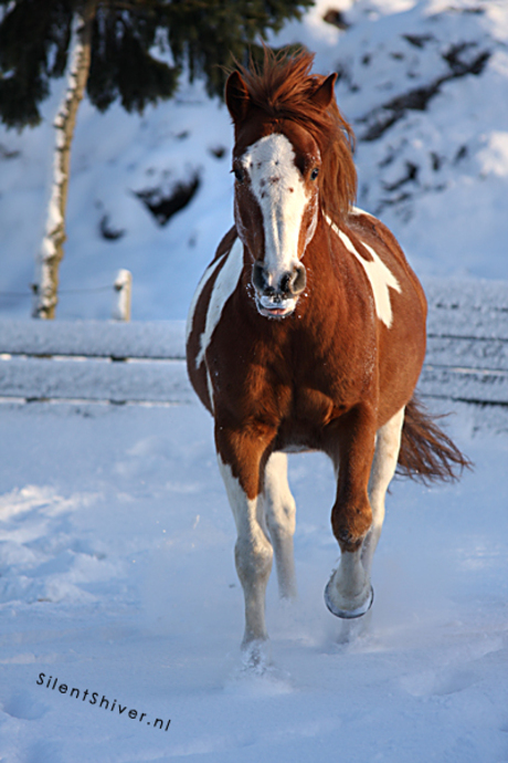 Galopperend paard in de sneeuw