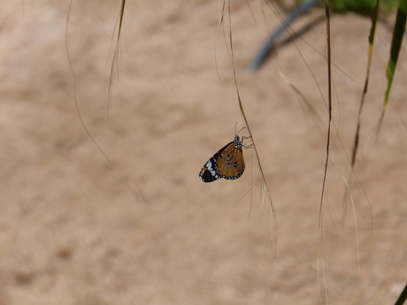monarch vlinder
