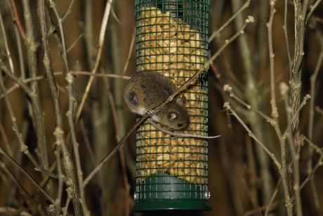 Muis op vogelhuis