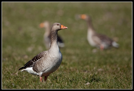 Grauwe gans