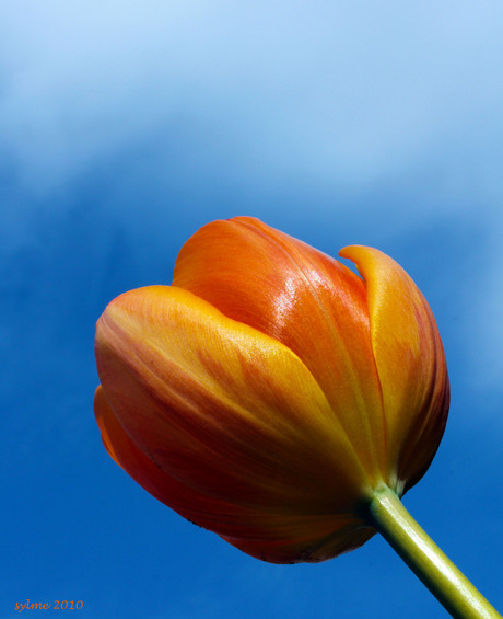 Buiten tulp