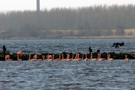 Nederlandse wilde Flamingo's 1