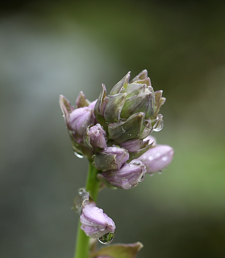 after-the-rain