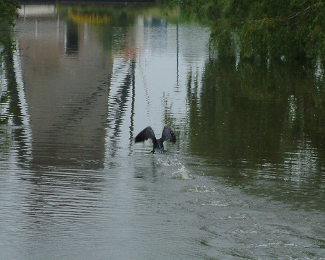 Opstijgende aalscholver