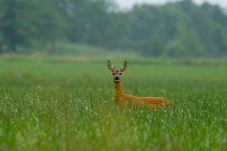 Ree in het weiland