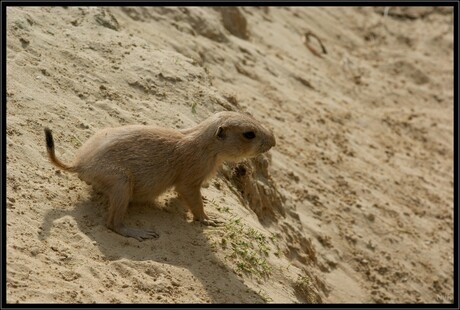 Baby prairiehondje