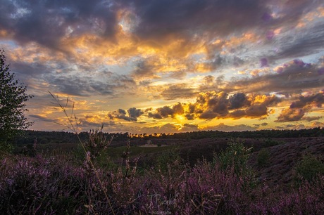 Zonsondergang met bloeiende hei