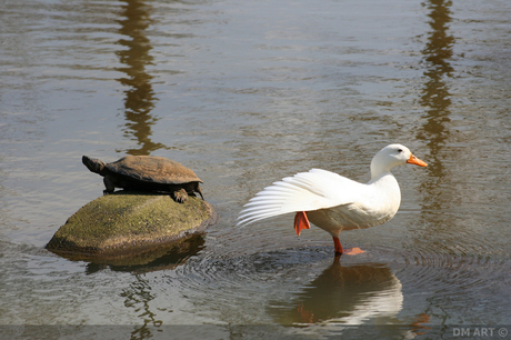 schildpad en de witte eend