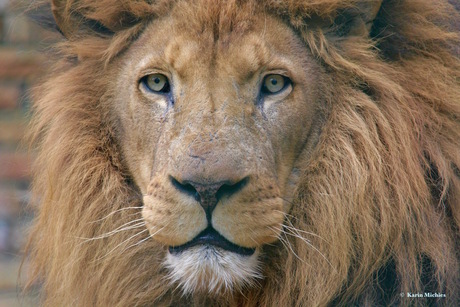 Koning Leeuw