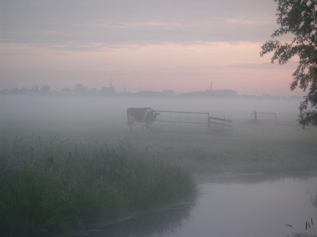 dauwtrappen in de krimpenerwaard