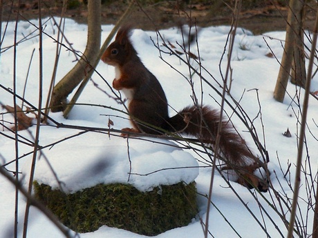 Eekhoorn in de sneeuw