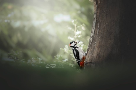 woodpecker in the light