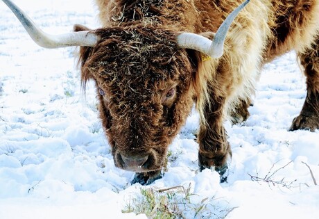 Hoeven in de sneeuw