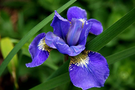 Iris