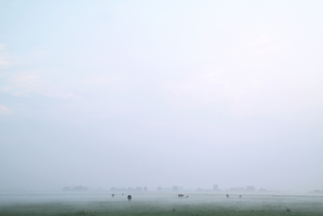 Koeien grazen in de morgen mist