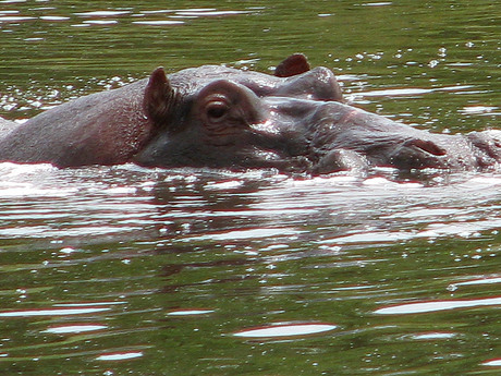 Kenia, Nijlpaard