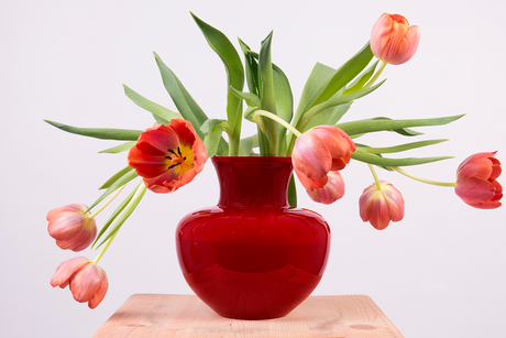 De Flamboyante Tulpen