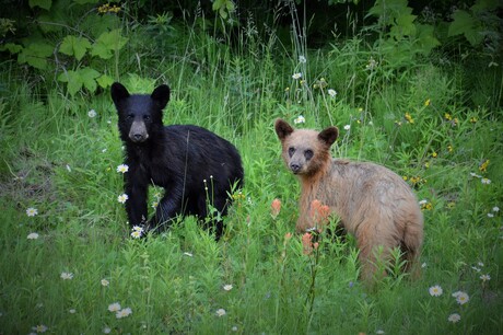 Canadian black bears