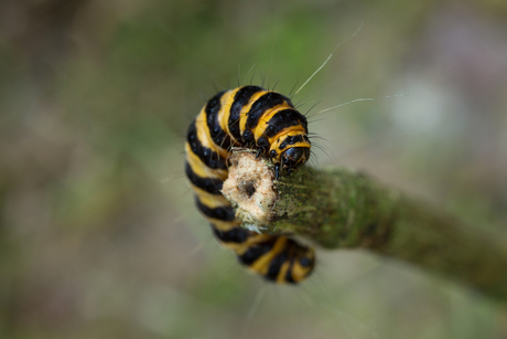 Zebrarups (Tyria jacobaeae).