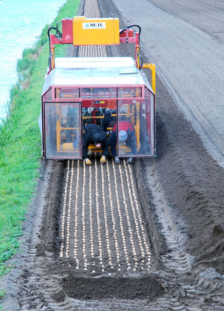 Bollenplanters in actie!