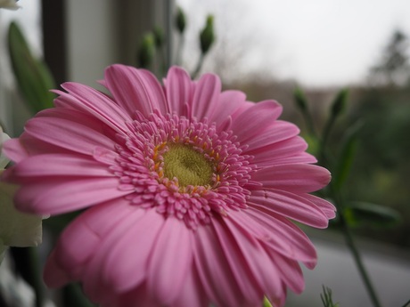 Een bloem in het raamkozijn